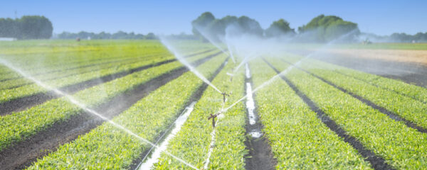 agriculture biologique