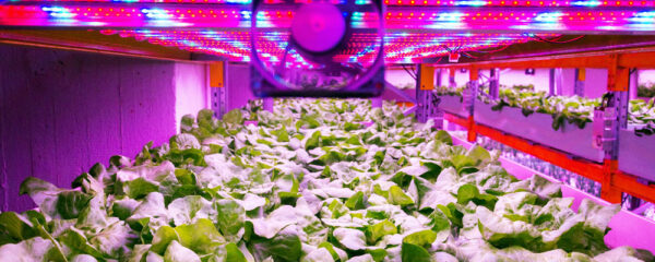 lampes LED horticoles